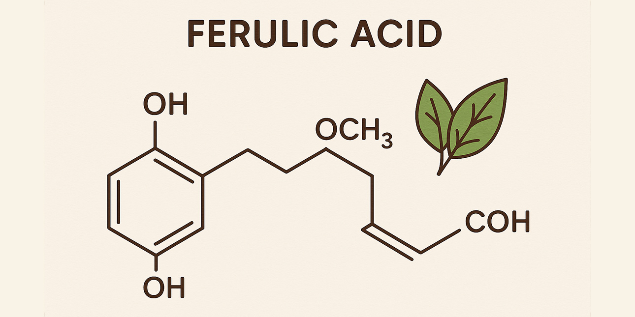 L'acide férulique, qu’est-ce que c’est ?
